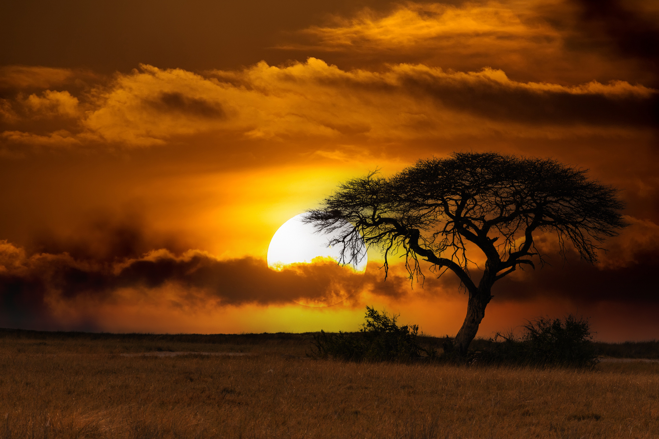 Acacia Tree Against the Sunset