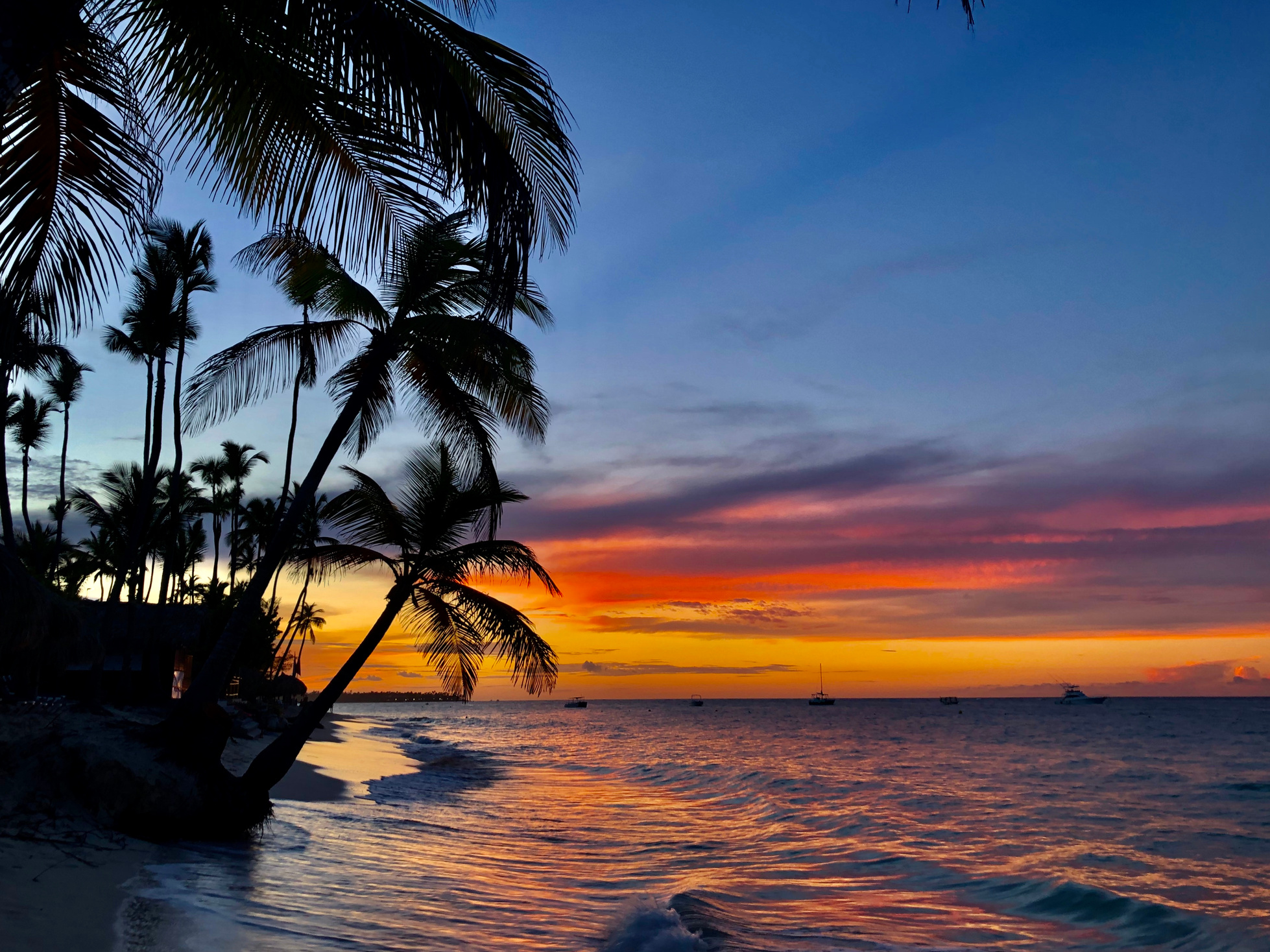 Silhouette of Palm Trees on Shore